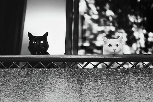 Two cats at the balcony