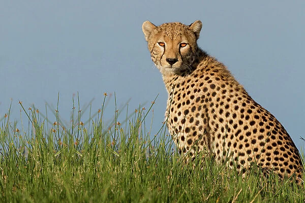 Cheetah. Alessandro Catta