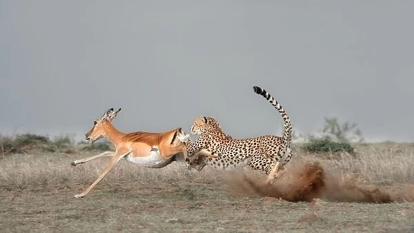 Cheetah is catching a thomson