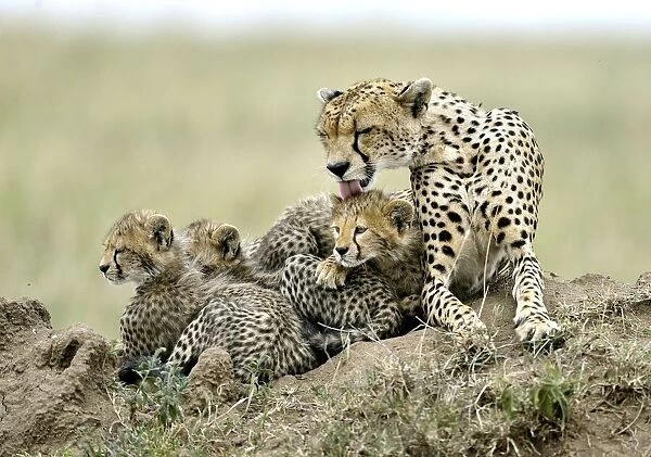 Cheetahs. Giuseppe DAmico
