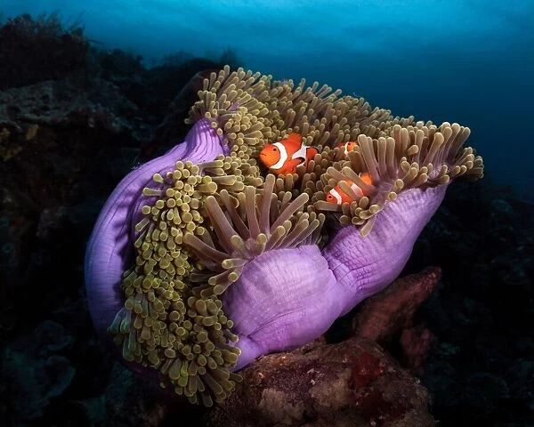 Clown Fish with Magnificent Anemone