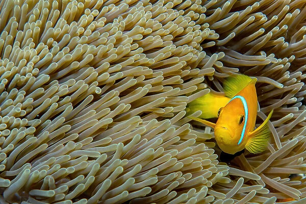 Clownfish. Alessandro Catta