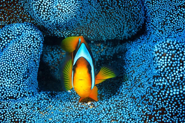 Clownfish in blue anémon