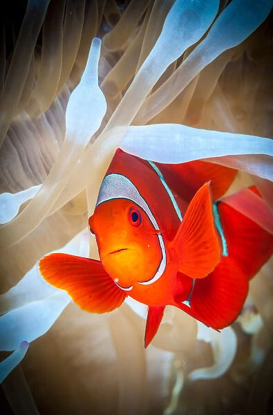 Clownfish defends his white anemone
