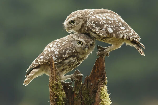 Comforting Little Owls