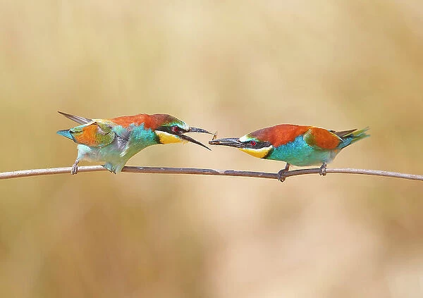 Common Bee-eater - Pair