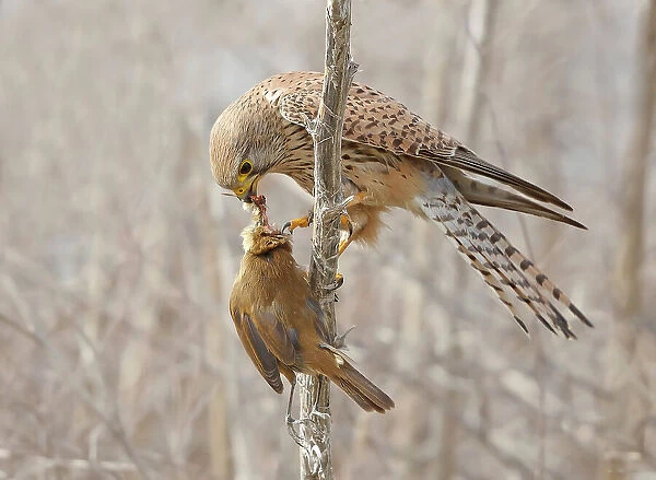 Common Kestrel with Great Reed Warbler