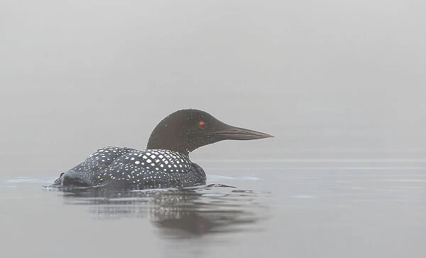 Common loon in early morning fog