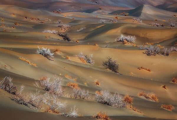 coppice in desert