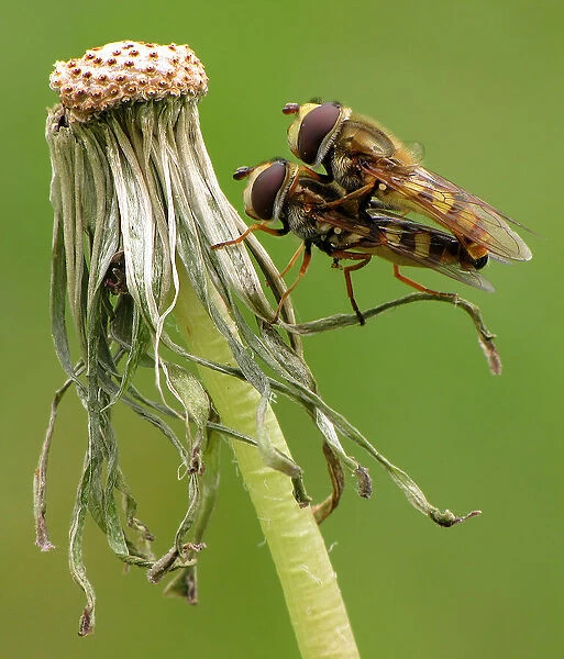 Couple Of Syrphidae