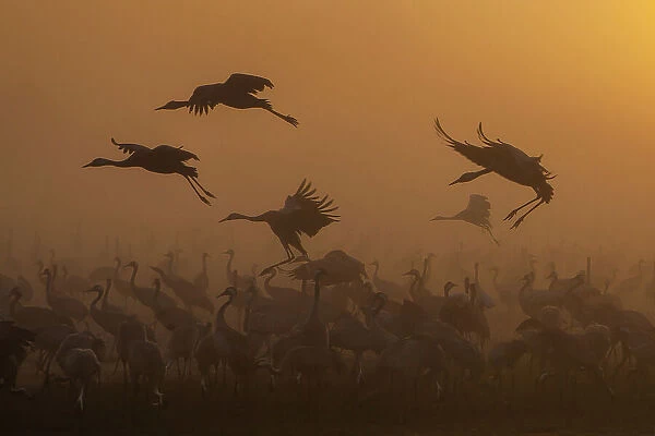 Cranes at golden sunrise