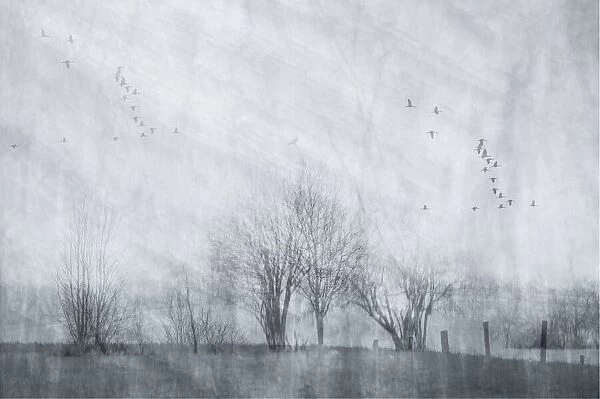 Cranes on a grey morning