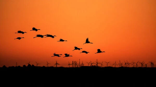 Cranes and wind farm