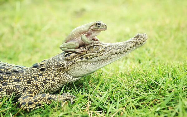 crocodile and toad