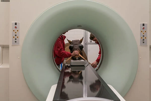 CT scan horse 2