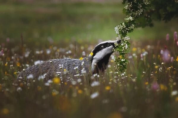 Curious badger