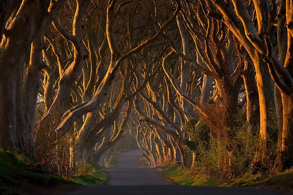 The Dark Hedges in the Morning Sunshine