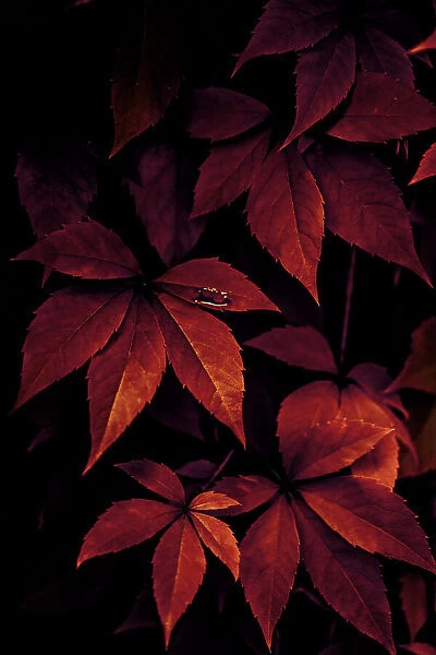 Dark Leaves 7X