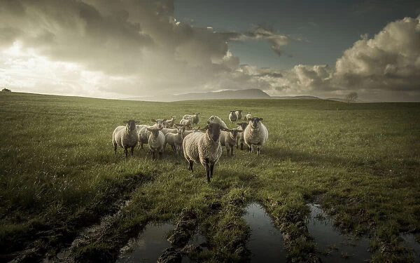 Sheep. David Ahern