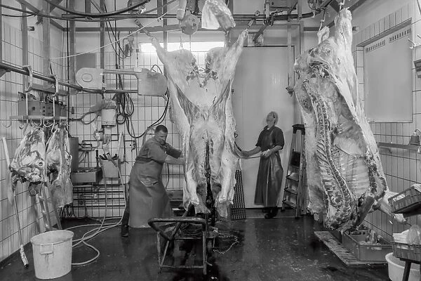 A day in the abattoir 3