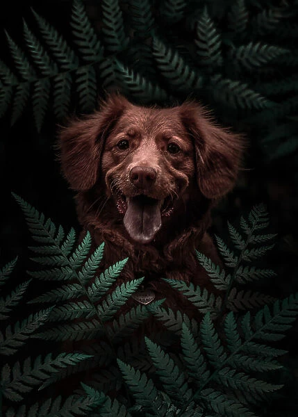 Dog Brown In The Forest
