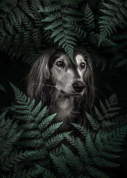 Dog Dachshund In Ferns