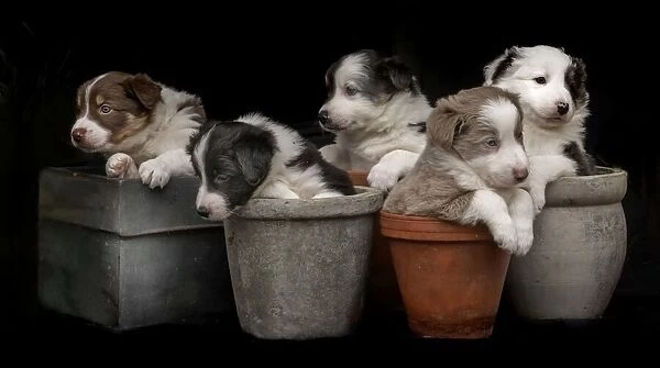 Dog plants
