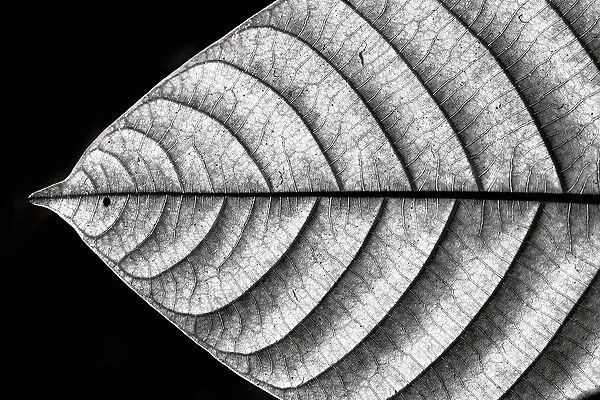 Dry Fish. A closeup of a leaf illustrating a shape like fish.. Nilesh J. Bhange