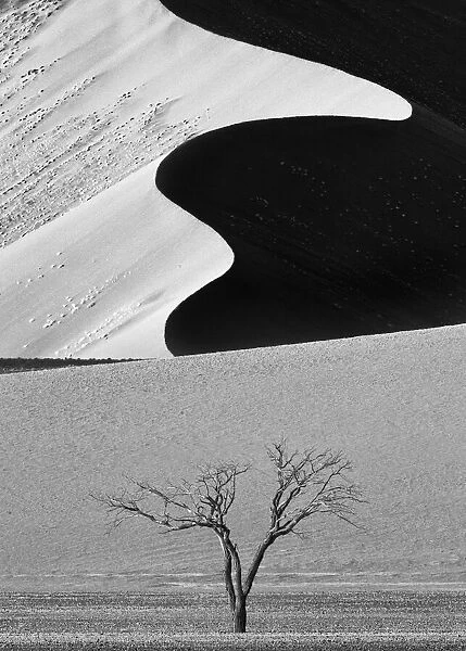 Dune Curves