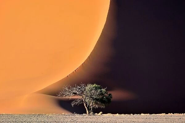 The dune and the tree