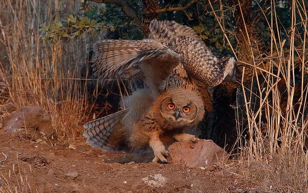 Eagle Owl. Assaf Gavra