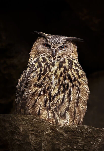 An eagle owl is watching