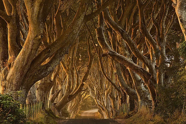 Early Morning Dark Hedges