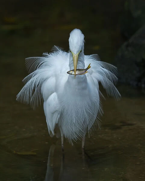 Egret with Fish