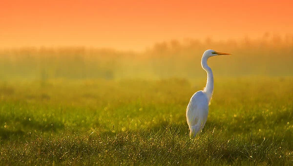 Egret in Paradise