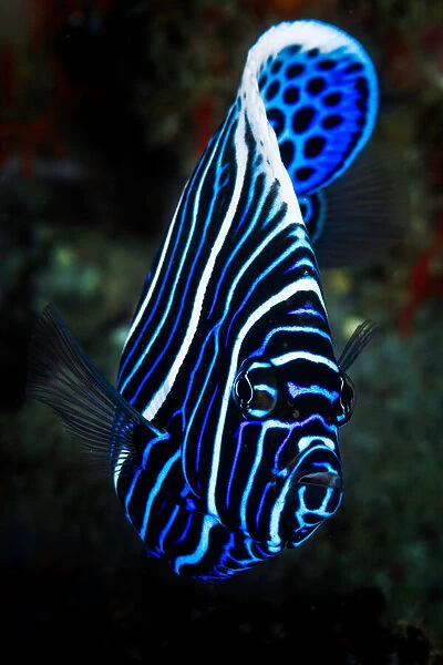 Emperor angelfish