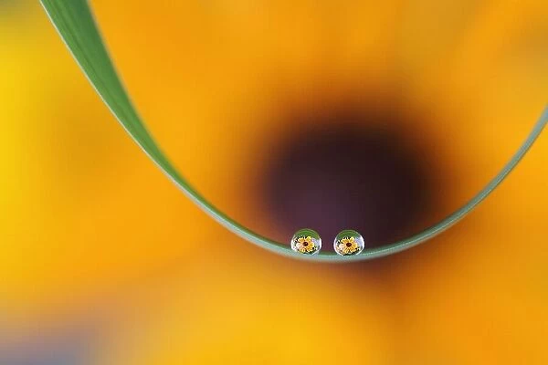 Eyes of flowers