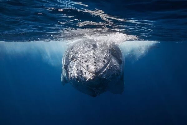 Face to face with Humpback whale