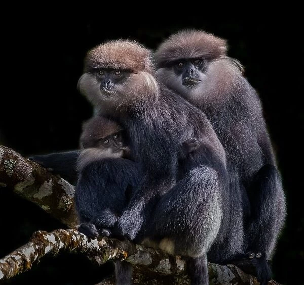A Family of Black faced Monkey