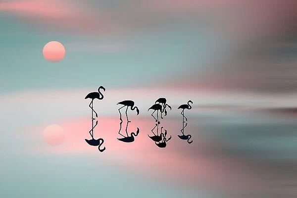 Family flamingos