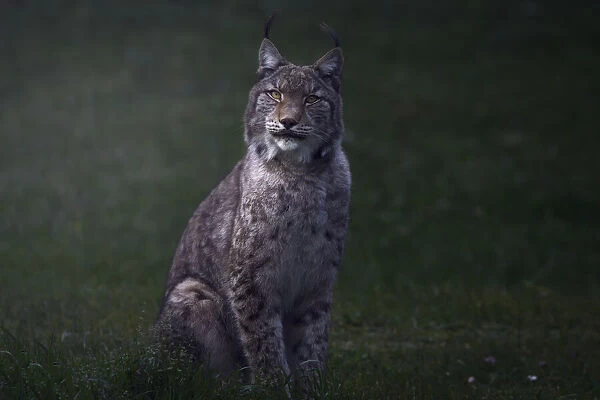Fine art Lynx