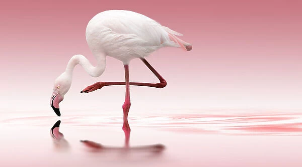 Flamingo. Doris Reindl