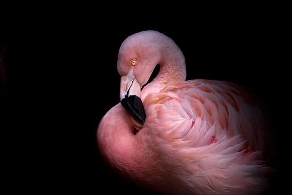 Flamingo in the Dark