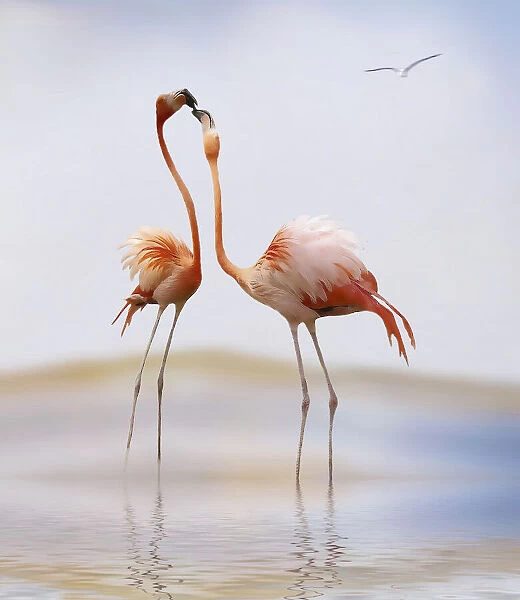flamingo kiss. Anna Cseresnjes