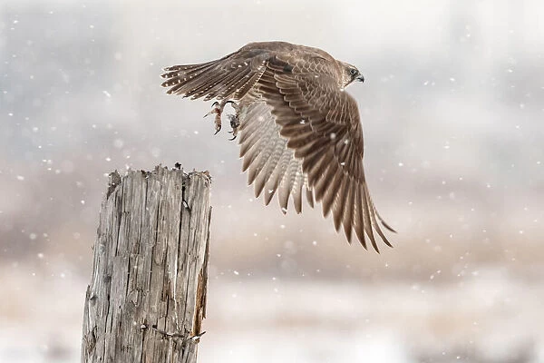 Flight against the snowstorm