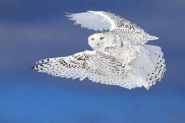 Flight of the Snowy - Snowy Owl
