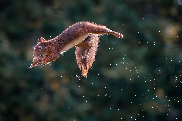 Floating Squirrel