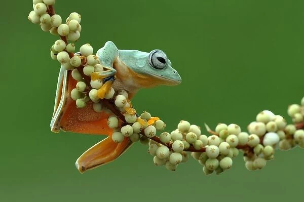 Flying frog