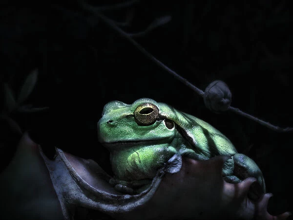 Frog in the moonlight
