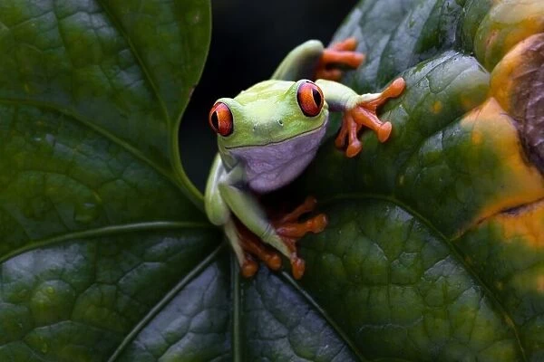 Frog Peeping